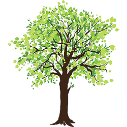 beech Class Tree feature
